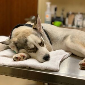 Meet your Posher, A'kyia